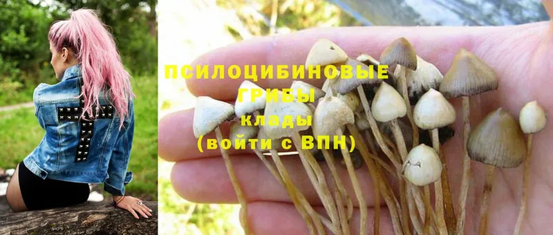 Галлюциногенные грибы MAGIC MUSHROOMS  наркота  Поворино 